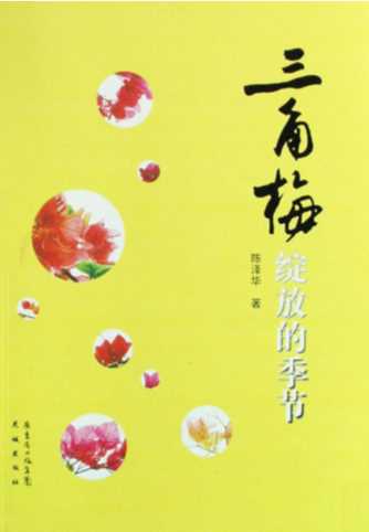 三角梅绽放的季节-陈泽华