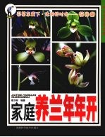 家庭养兰年年开