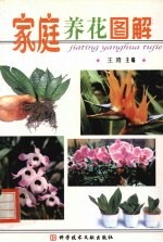 家庭养花图解