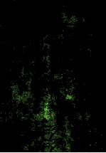 大年夜